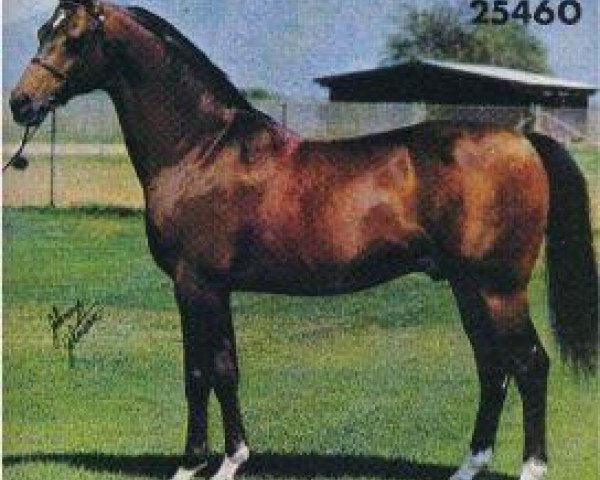 stallion Bask ox (Arabian purebred, 1956, from Witraz 1938 ox)