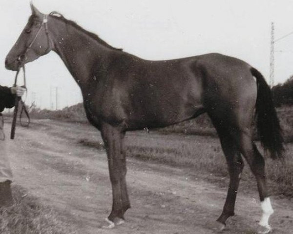 Zuchtstute Monopolia 1956 ox (Vollblutaraber, 1956, von Priboj 1944 ox)