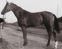 broodmare Monopolia 1956 ox (Arabian purebred, 1956, from Priboj 1944 ox)