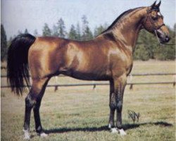 stallion Negatraz 1971 ox (Arabian purebred, 1971, from Bask ox)