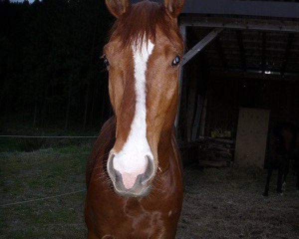 horse Feiner Kerl (Westphalian, 2011, from Fürst Frederik)