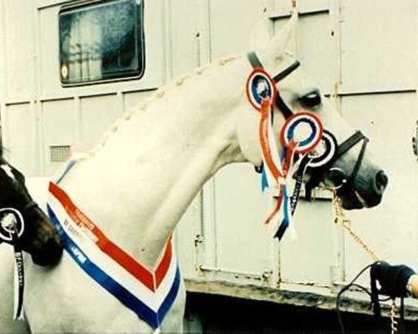 broodmare Roma (Trakehner, 1972, from Ferlin)