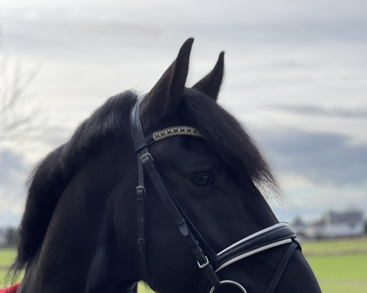 dressage horse Willem vom Friesenhof Altmark 3 (Friese, 2015, from Hette 481)