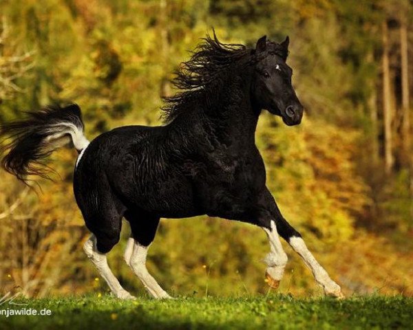 stallion ZGC Durango (Missouri Fox Trotter, 2007, from DCC Vegas) stallion ZGC Durango (Missouri Fox Trotter, 2007, from DCC Vegas)