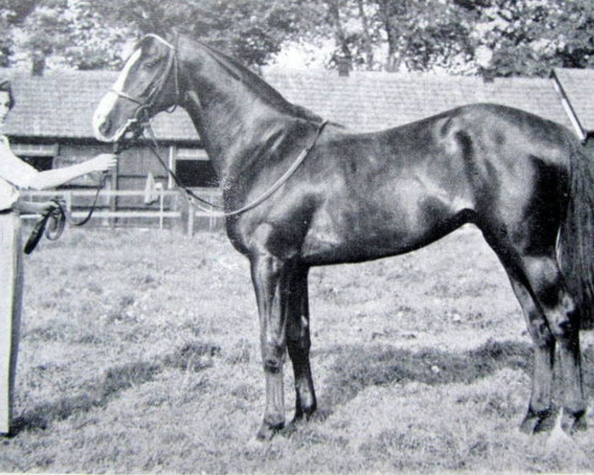 Deckhengst Doutelle xx (Englisches Vollblut, 1954, von Prince Chevalier xx)