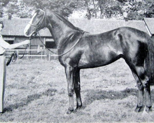 Deckhengst Doutelle xx (Englisches Vollblut, 1954, von Prince Chevalier xx) Deckhengst Doutelle xx (Englisches Vollblut, 1954, von Prince Chevalier xx)
