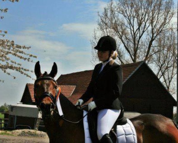 Dressurpferd Kaori Deluxe (Deutsches Reitpony, 2005, von Top Karetino) Dressurpferd Kaori Deluxe (Deutsches Reitpony, 2005, von Top Karetino)