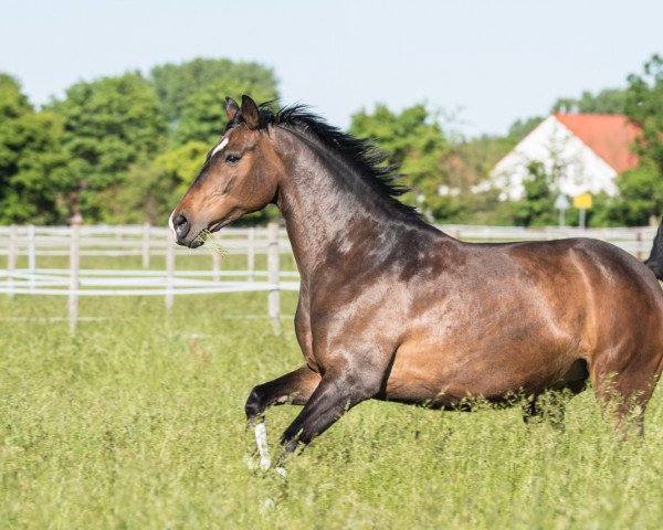 horse Fajade (Westphalian, 2008, from Filius Bedo)