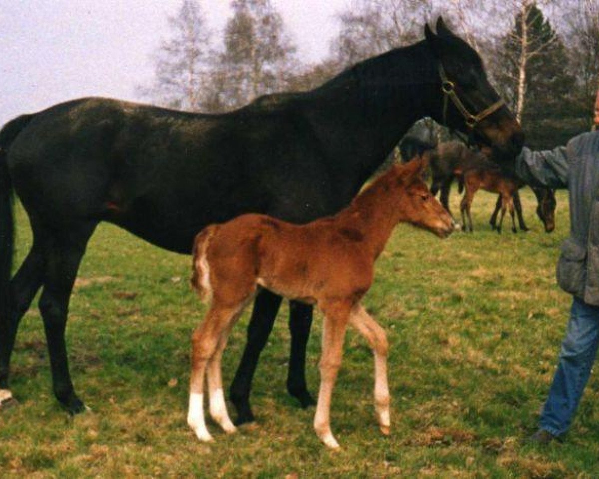 Broodmare Wurfbahn xx (English Thoroughbred, 1987, from Frontal xx)