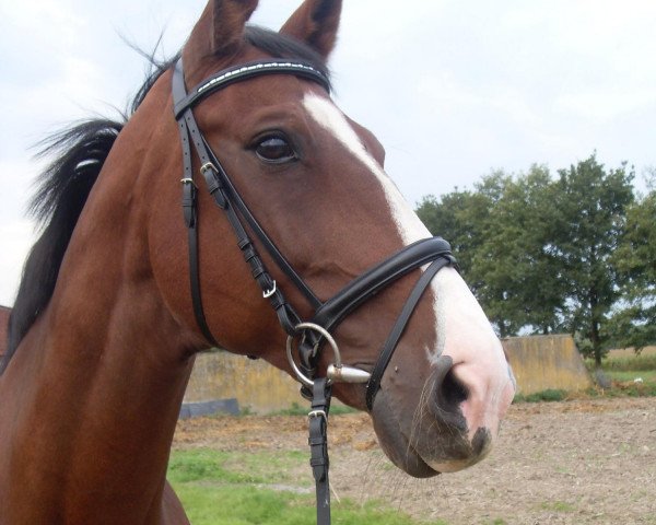broodmare Charmi (Westphalian, 1993, from Charmant AA)