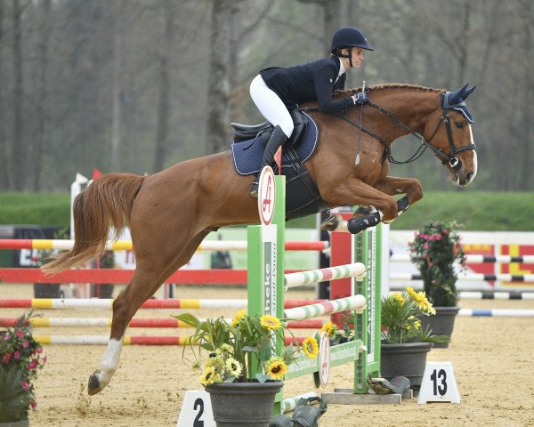 Springpferd Toppic van 't Amaldonk Z (Zangersheide Reitpferd, 2017, von Tangelo van de Zuuthoeve)