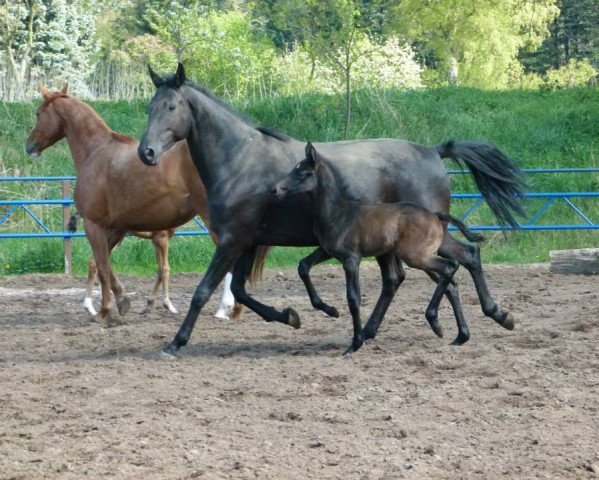 broodmare Die Kelly (Hanoverian, 2008, from Desperados FRH)