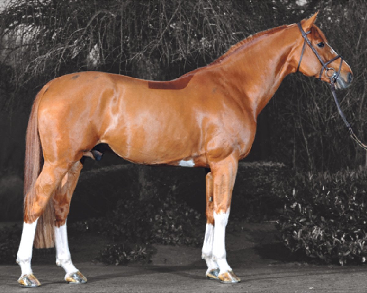 Deckhengst Emerald van 't Ruytershof (Belgisches Warmblut, 2004, von Diamant de Semilly)