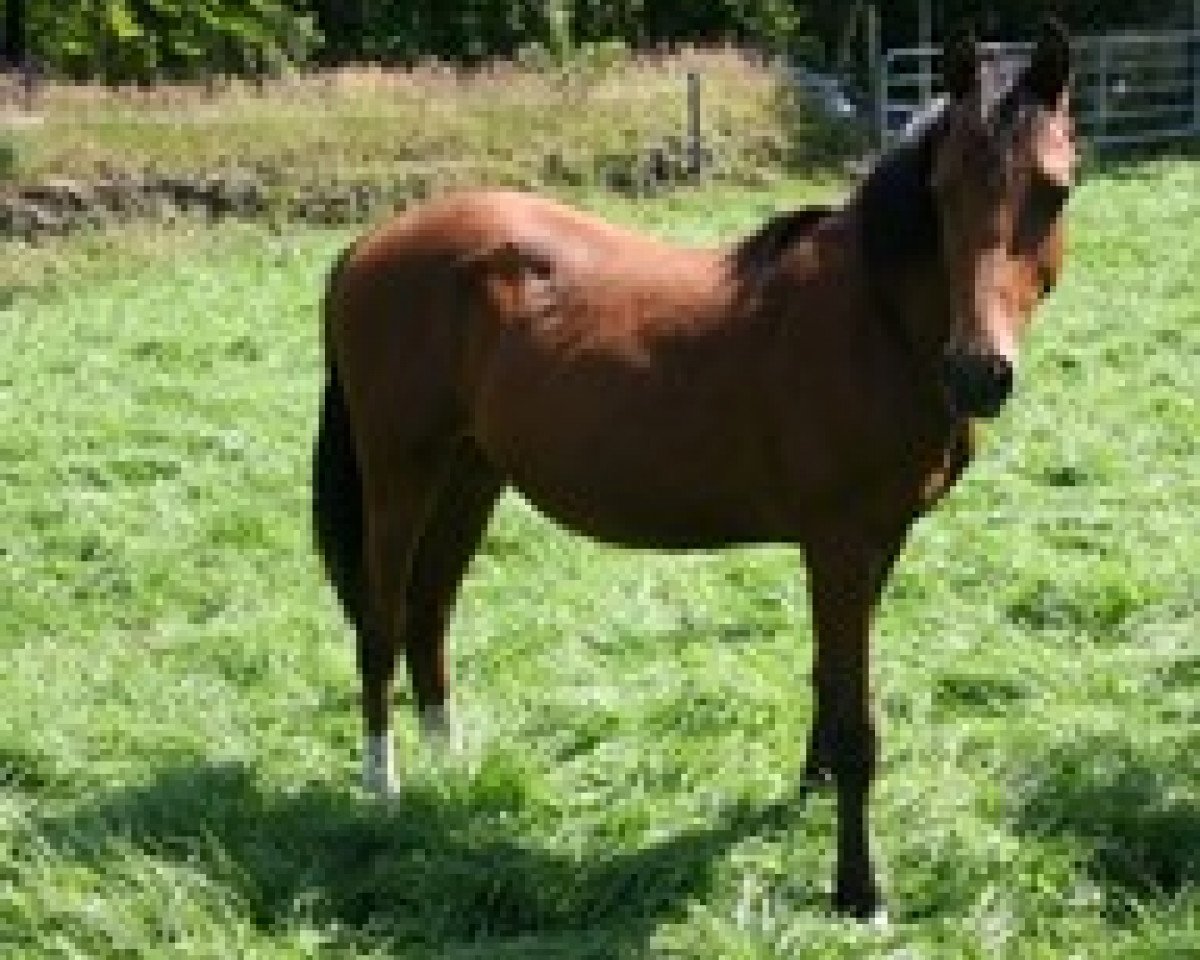 Dressurpferd Nick 195 (Deutsches Reitpony, 2011, von Nemax)