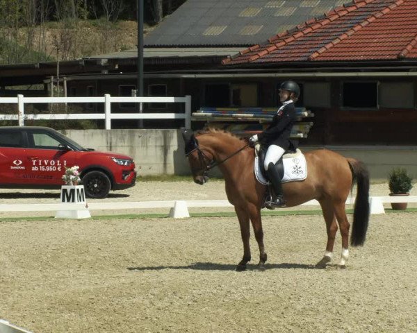 FEI Reitturnier St. Margarethen (AUT) 2022