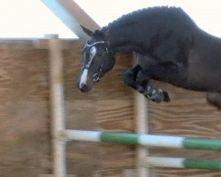 jumper Fbi de Hus (Selle Français, 2015, from Balou du Rouet)