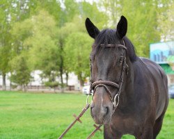 jumper Feline V (KWPN (Royal Dutch Sporthorse), 2010, from Ustinov)