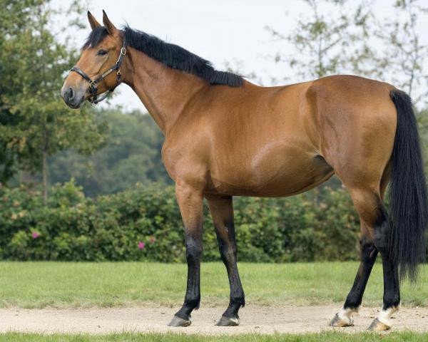 broodmare Dynamo de Hus (Selle Français, 2013, from Shouppydam des Horts)