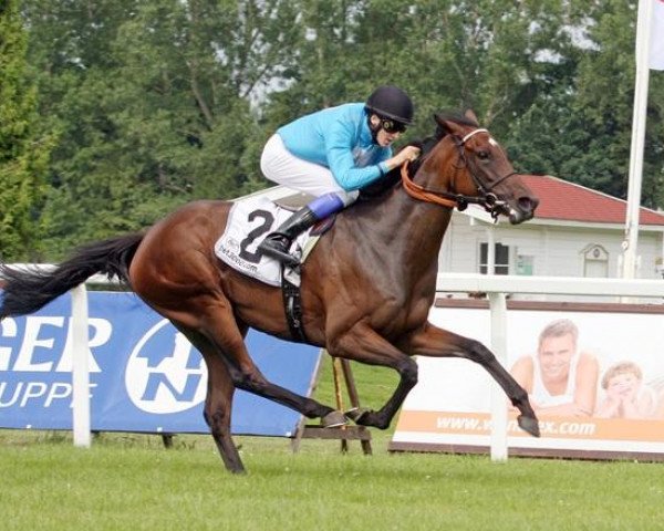 broodmare Nina Celebre xx (Thoroughbred, 2006, from Peintre Celebre xx)