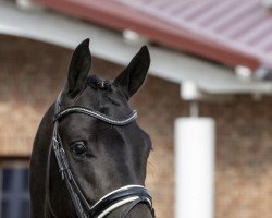 Dressurpferd Icon (Trakehner, 2016, von Fairmont Hill (ex Fliederglanz))