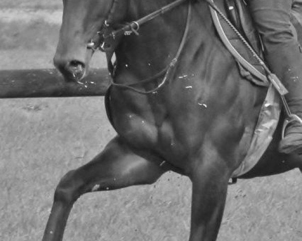 horse Wild Hunter xx (Thoroughbred, 2010, from Dashing Blade xx) horse Wild Hunter xx (Thoroughbred, 2010, from Dashing Blade xx)