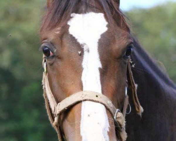 horse Meerjungfrau xx (Thoroughbred, 2011, from Manduro xx) horse Meerjungfrau xx (Thoroughbred, 2011, from Manduro xx)
