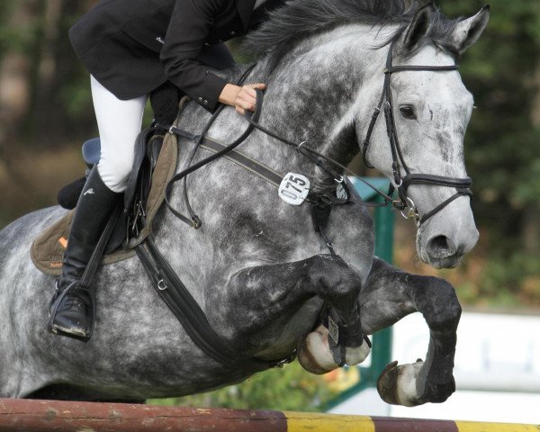 jumper Callahan (Holsteiner, 2003, from Chambertin)