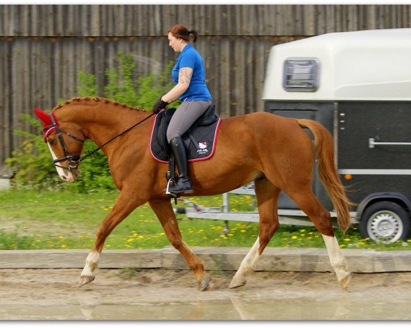 dressage horse Al Capone 143 (Bavarian, 1999, from Al Martino)