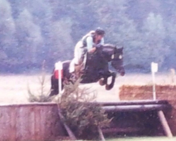 Pferd Oliver xx (Englisches Vollblut, 1996, von Mandelbaum xx)