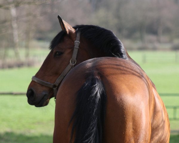 jumper Cicke (Bavarian, 2001, from Caretello B)