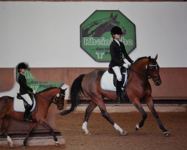 dressage horse Braveheart 22 (German Riding Pony, 2003, from Brillant)