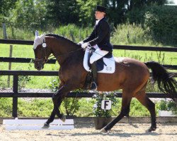 Dressurpferd Sambameister (Trakehner, 2004, von Tanzmeister II)