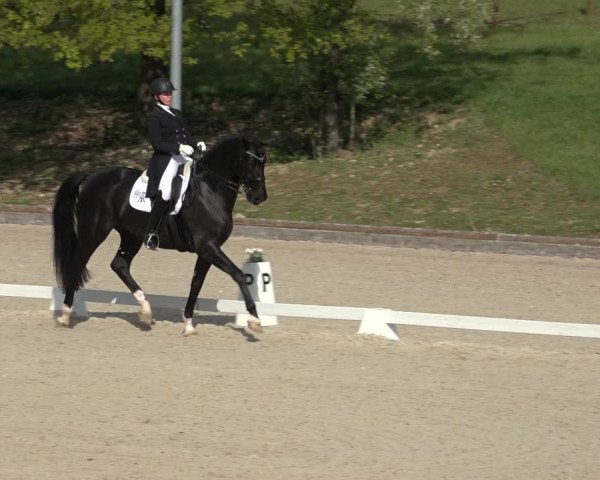 FEI Reitturnier Troisdorf (GER) 2022