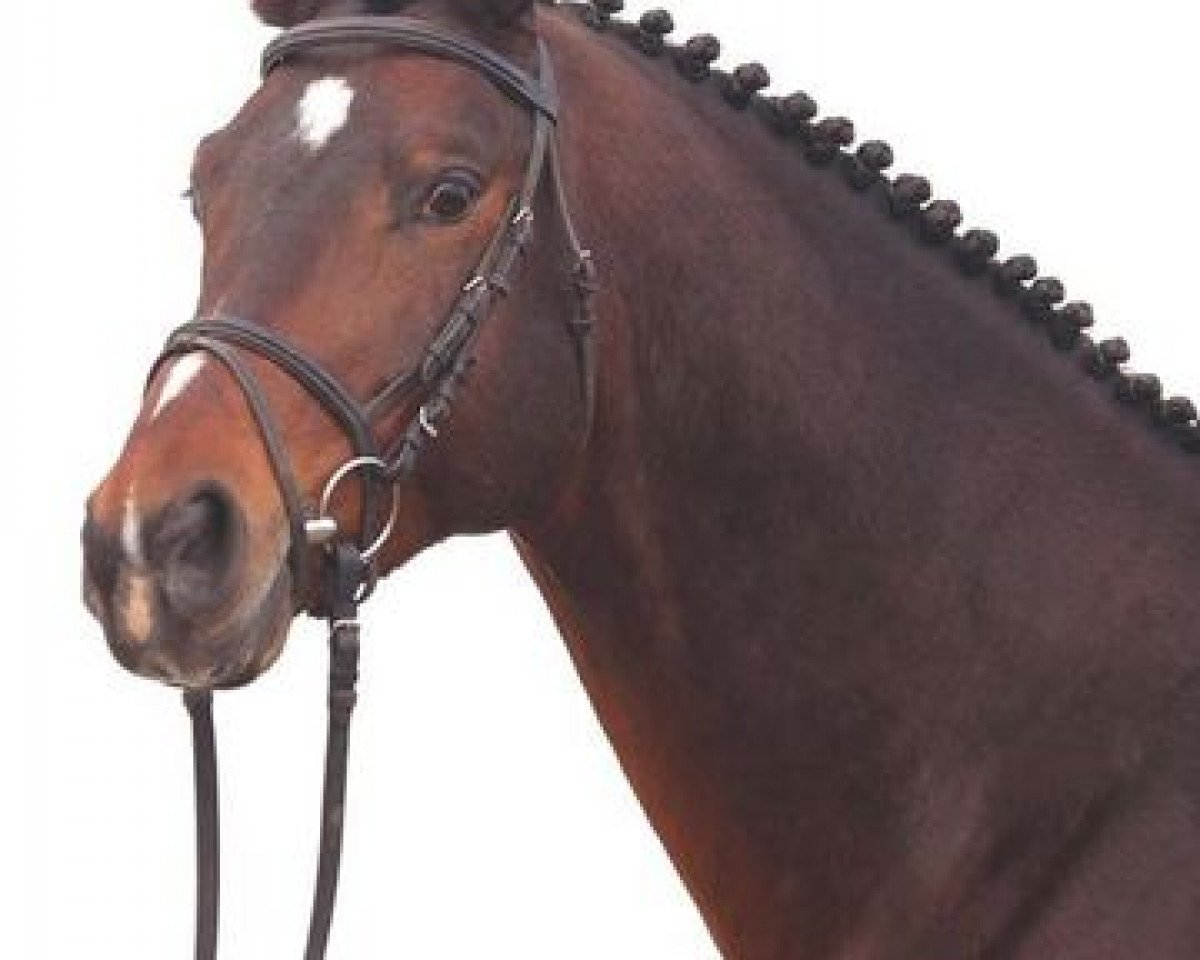 stallion Samarkand (Trakehner, 2000, from Linne)