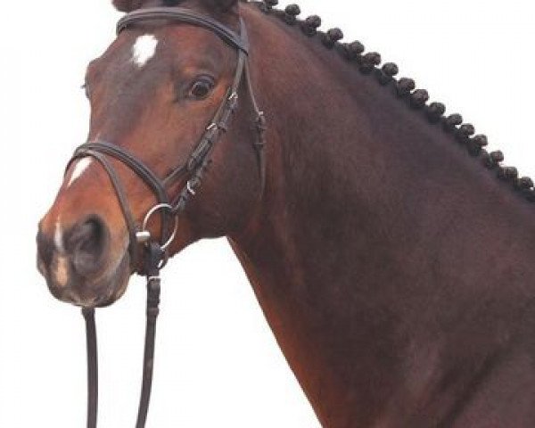 stallion Samarkand (Trakehner, 2000, from Linne)