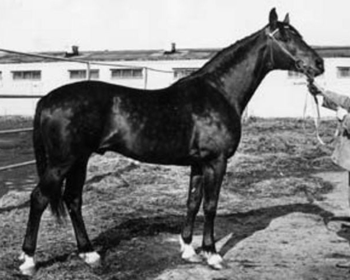 stallion Papirus (Russian Trakehner, 1968, from Pamir)