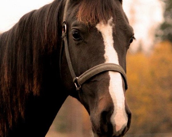 jumper He'Las Dequira (Holsteiner, 2010, from Quintero) jumper He'Las Dequira (Holsteiner, 2010, from Quintero)