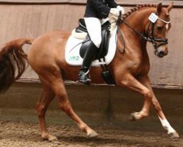 dressage horse Lanieros (German Riding Pony, 2006, from Lucky Luke R)