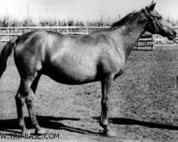 Zuchtstute Chwała (Trakehner, 1944, von Hyperion) Zuchtstute Chwała (Trakehner, 1944, von Hyperion)