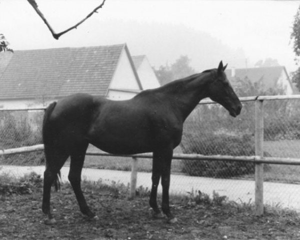 broodmare Praline xx (Thoroughbred, 1954, from Ticino xx)