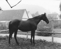broodmare Praline xx (Thoroughbred, 1954, from Ticino xx)