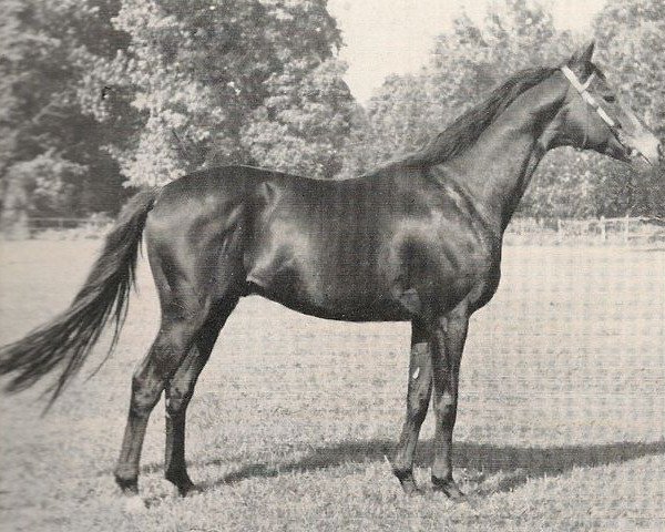 Deckhengst Bürgermeister xx (Englisches Vollblut, 1944, von Herold xx) Deckhengst Bürgermeister xx (Englisches Vollblut, 1944, von Herold xx)