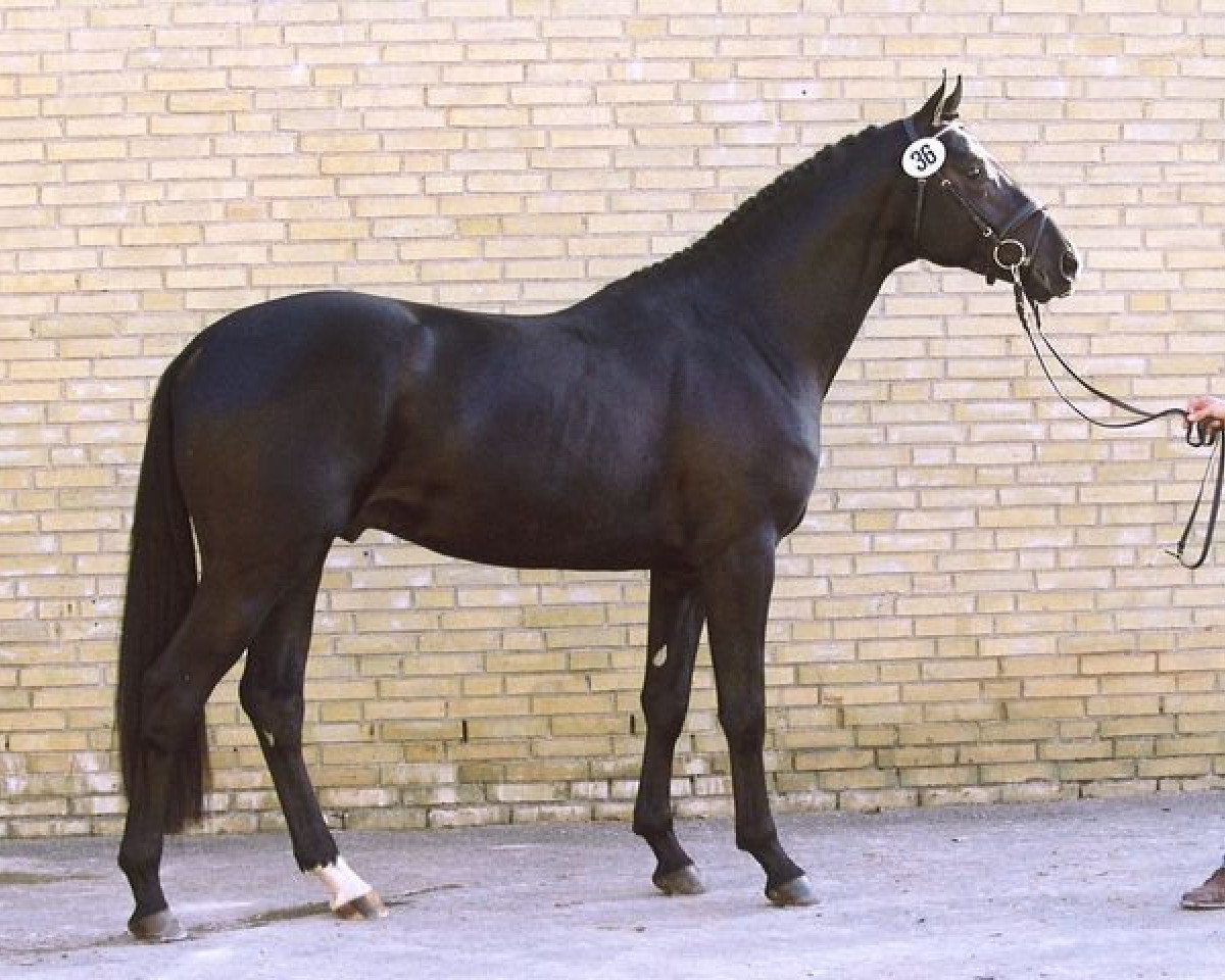 Deckhengst Hidalgo (Trakehner, 2003, von King Arthur TSF)