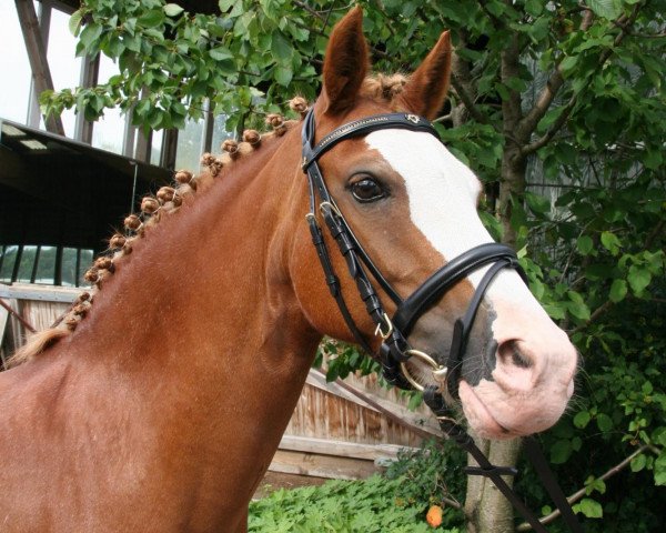 Zuchtstute Forstbachhof Sunlight (Welsh-Cob (Sek. C), 1999, von Forstbachhofbyron)
