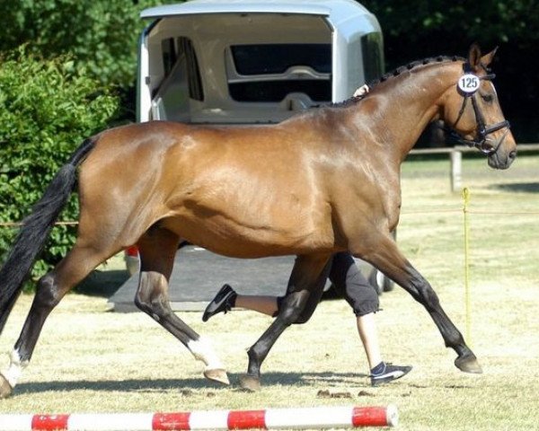 broodmare Herzenslust (Trakehner, 1992, from Gipsy King)