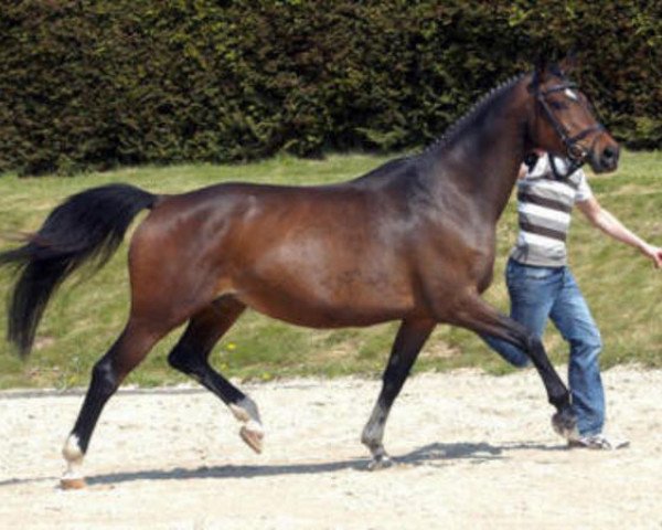 Zuchtstute Herzsonne (Trakehner, 1996, von Tivano) Zuchtstute Herzsonne (Trakehner, 1996, von Tivano)