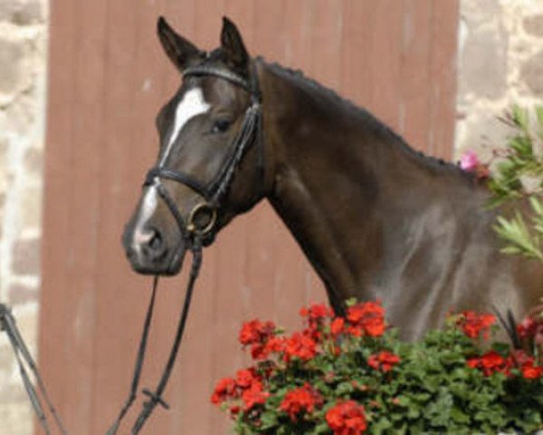 jumper Herzkönigin 3 (Trakehner, 2006, from Elitär)