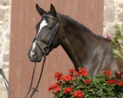 jumper Herzkönigin 3 (Trakehner, 2006, from Elitär)