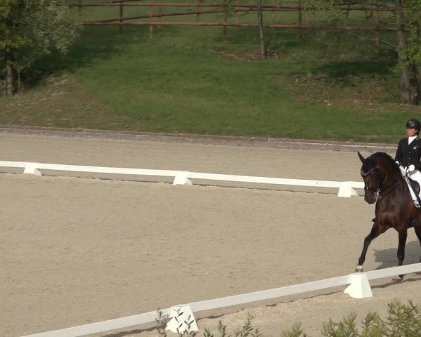 FEI Reitturnier Troisdorf (GER) 2022