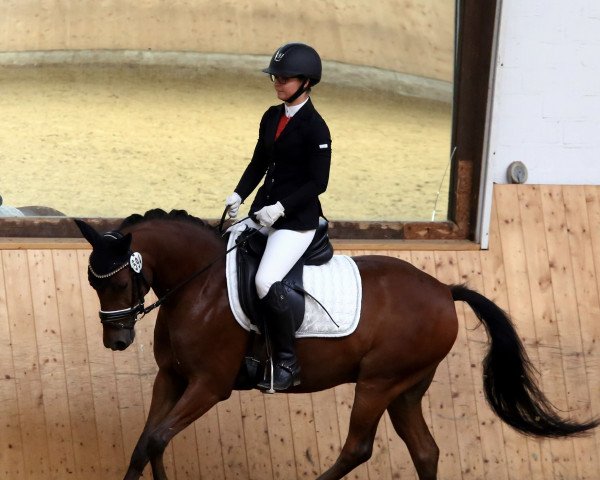 dressage horse Nobelino 5 (German Riding Pony, 2015, from Nobel Nagano NRW)